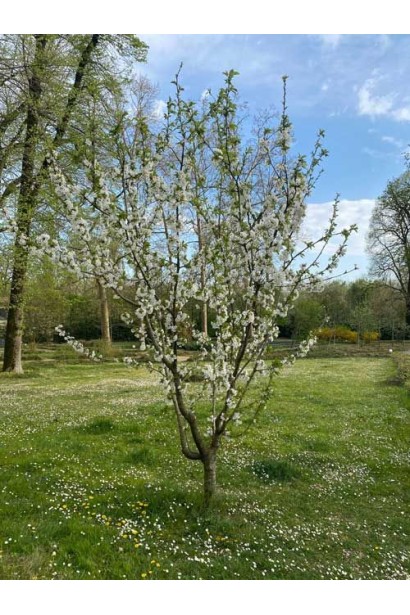 Цвітіння дерева черешні Гігантелла навесні